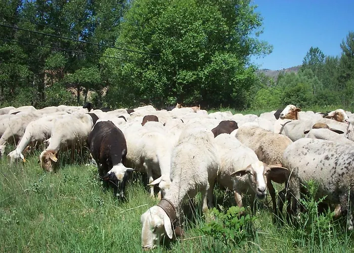 Alcala De La Selva Lägenhet *
